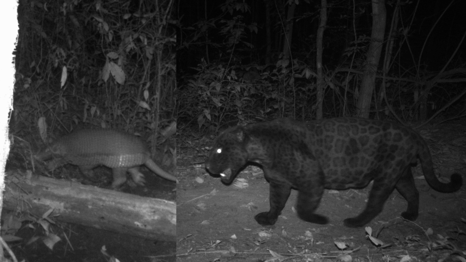 Exciting Discoveries: Giant Armadillo and Jaguar Spotted in Pirineus State Park