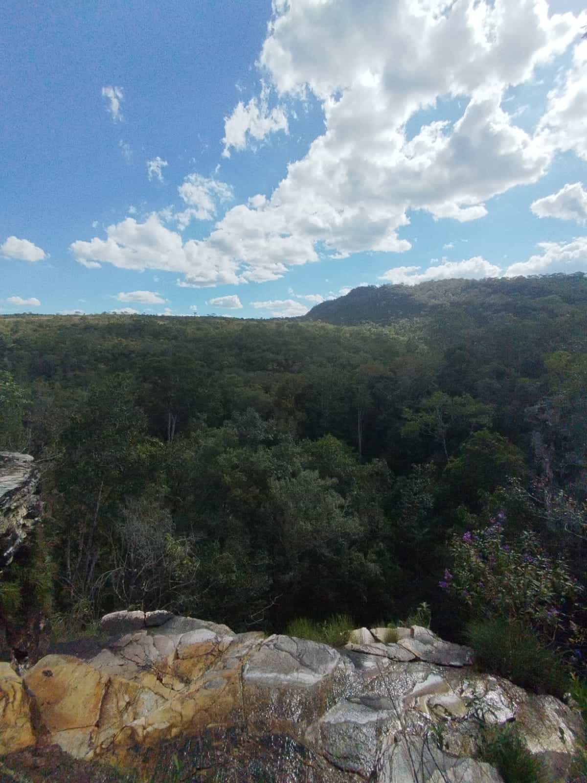 Protecting the Cerrado: A Vital Ecosystem Under Threat