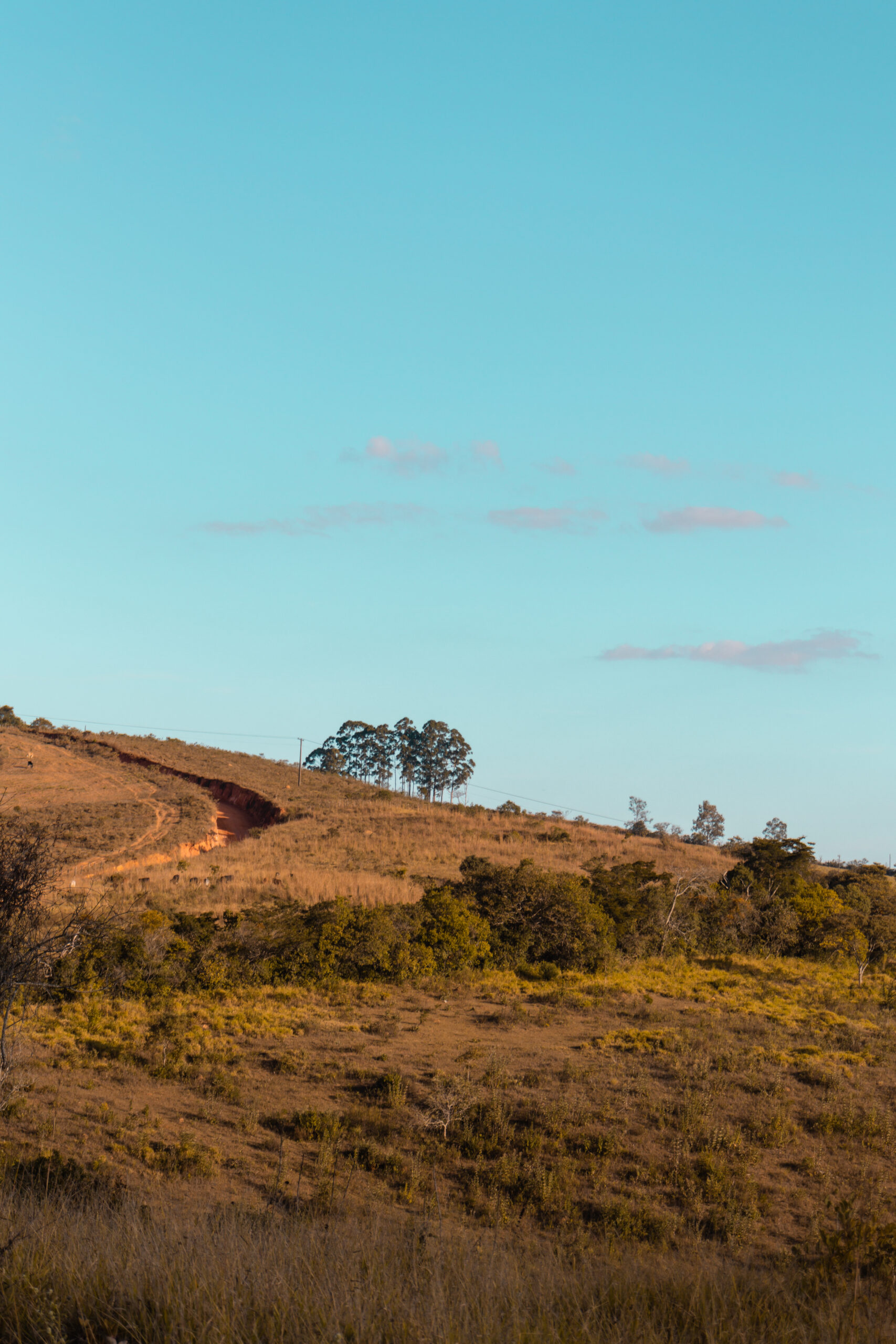 Exploring the Cerrado and Pantanal: a Journey of learning in birdwatching and jaguar conservation