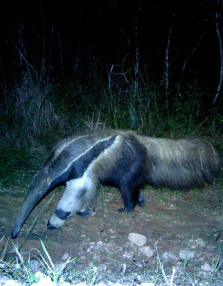 Giant anteaters (Myrmecophaga tridactyla)