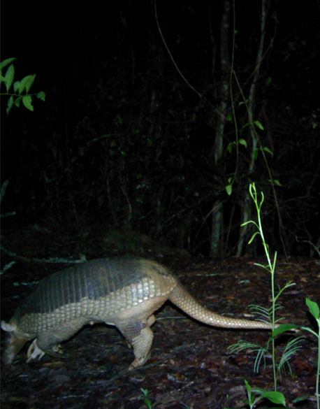 The giant armadillo (Priodontes maximus)