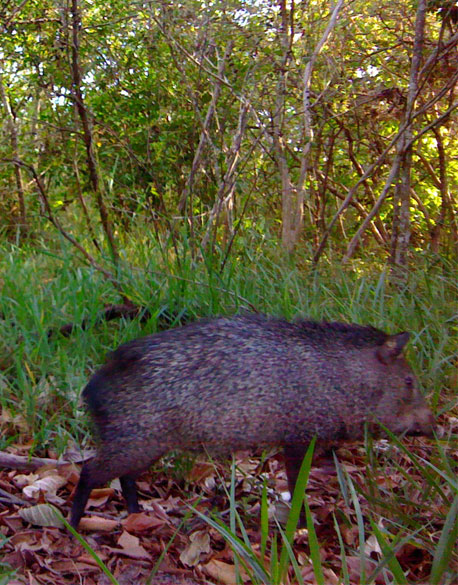 The collared peccary (Pecari tajacu)