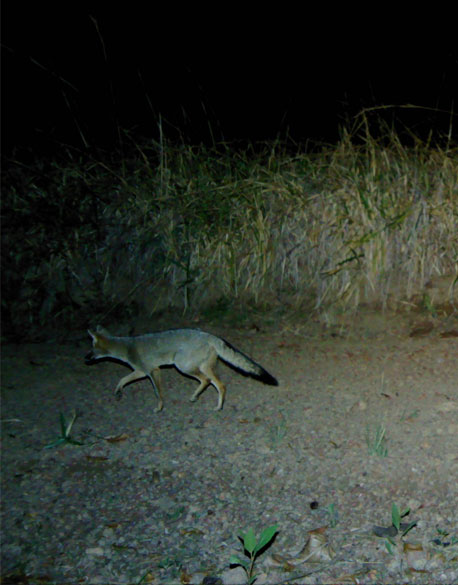 The hoary fox (Lycalopex vetulus)