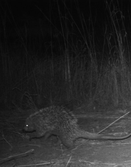 Porco-espinho (Porcupine)