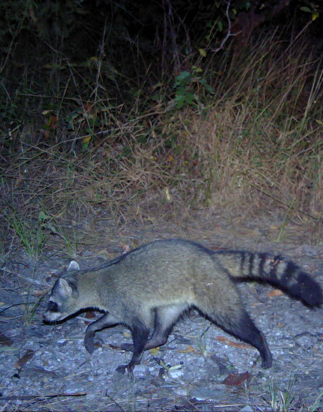 The crab-eating raccoon (Procyon cancrivorus)