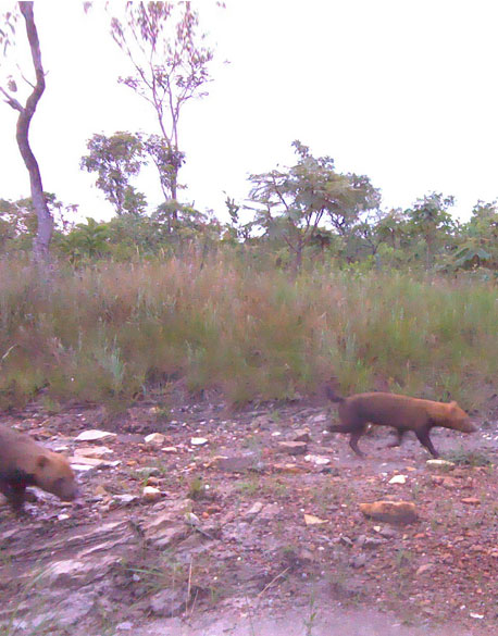 Cachorro Vinagre (Bush Dog)