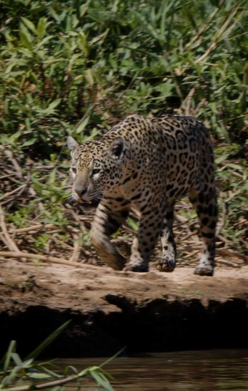 Exploring the Cerrado and Pantanal: a Journey of learning in birdwatching and jaguar conservation