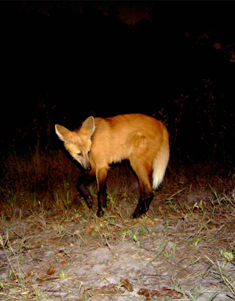The maned wolf (Chrysocyon brachyurus)