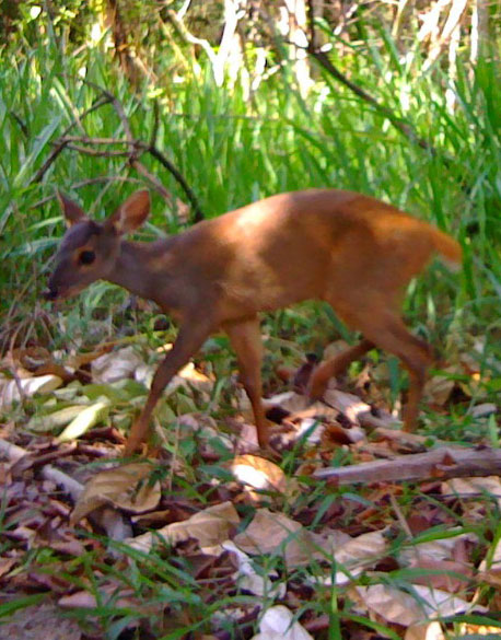 The gray brocket (Mazama gouazoubira)