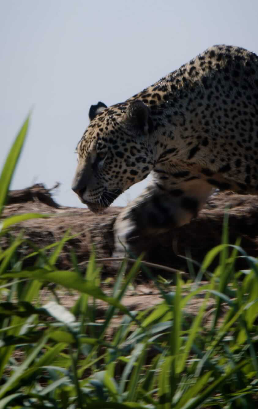 Urban Jaguars Make Stunning Return to Brasília National Park After 60 Years