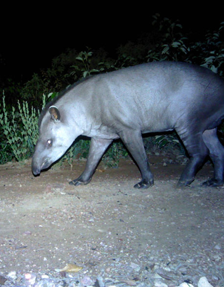 The South American tapir (Tapirus terrestris)