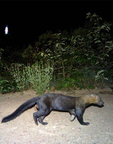 The Irara, also known as the Tayra (Eira barbara)