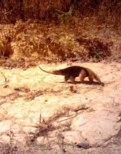 The southern tamandua (Tamandua tetradactyla)