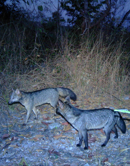 The crab-eating fox (Cerdocyon thous)