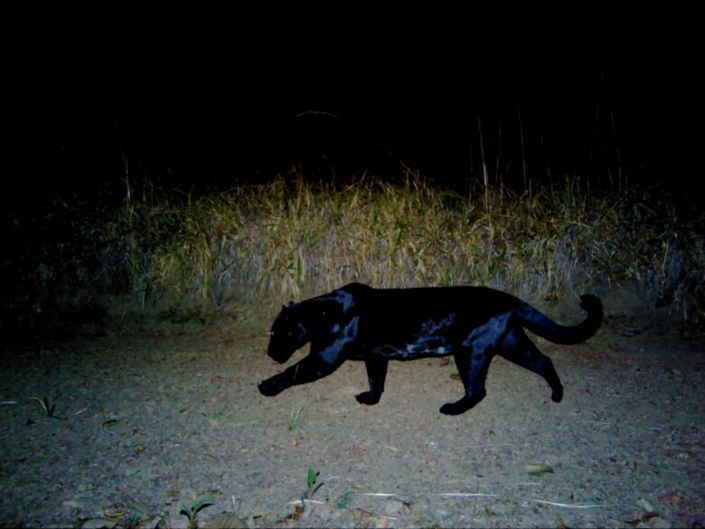 Jaguars