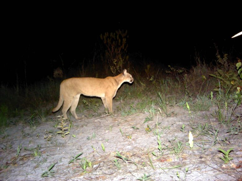 Pumas (Puma concolor)