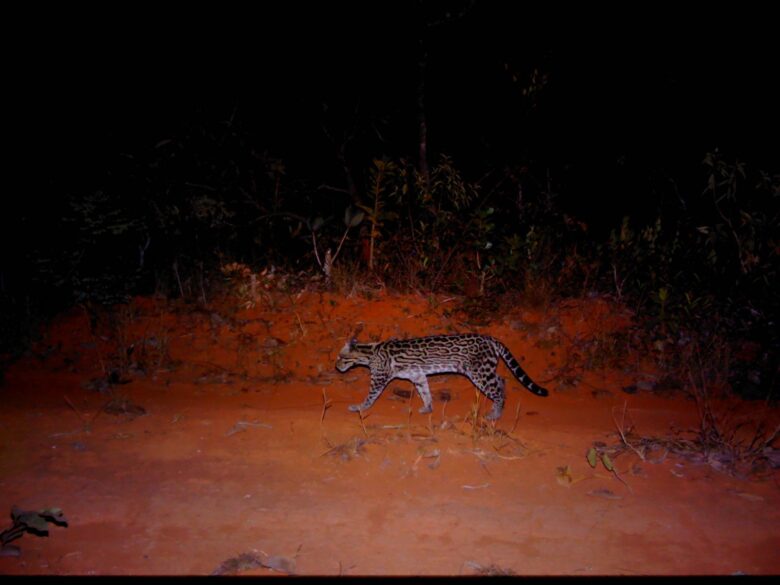 Ocelots (Leopardus pardalis)