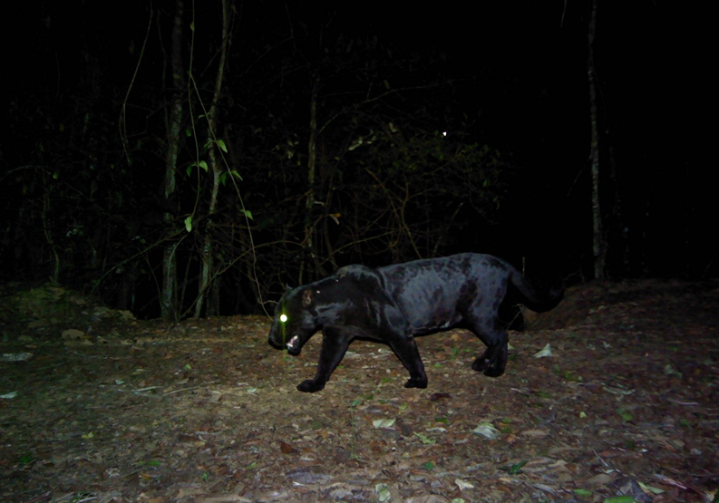 Instituto Pró-Onça Featured on PANORAMA: Solutions for a Healthy Planet